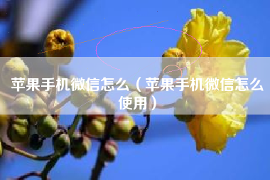 苹果手机微信怎么（苹果手机微信怎么使用）